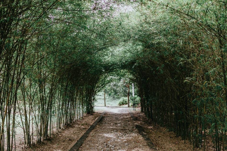 Blogger walking along a serene garden path at sunset