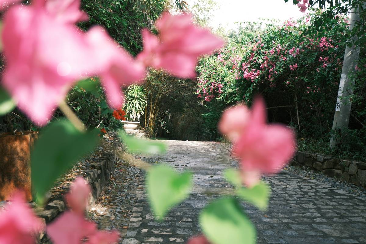What Is the Garden Path Wiki—and Why Your Outdoor Oasis Needs It